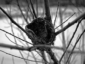 Empty Nest.......jpg