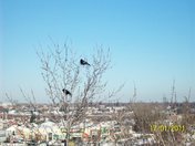 Corneilles admirant la ville de Laval