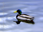 Mallard male