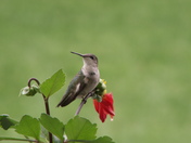 Hummingbird
