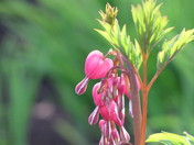 nature's perfection personified - the bleeding heart