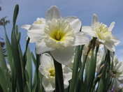 looking up to spring