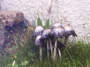 neighbour mushrooms.jpg