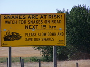 Rattlesnakes Crossing
