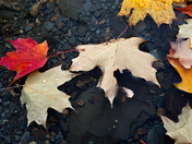 Fall Leaf
