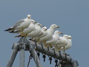 seagulls 