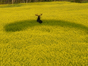 moose in canola field