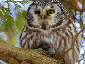 Boreal Owl