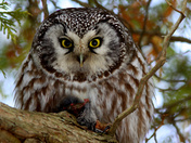 Boreal Owl
