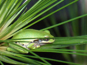 Pacific tree frog