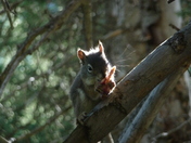 Uinta-Wasacth-Cache National Forest