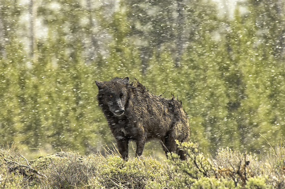 Yellowstone National Park