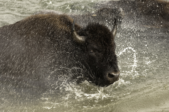 Yellowstone National park
