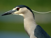 Black-capped Night Heron.JPG