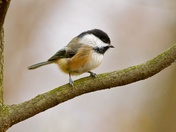 Chickadee
