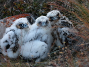 Peregrine Falcons