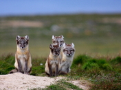 Arctic Fox 