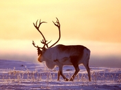 bull caribou