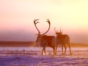 caribou 