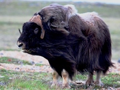 Musk ox