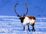 caribou
