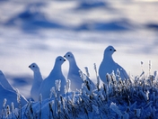Ptarmigan 