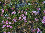 Spring on the horizon