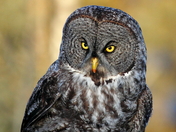 Great Gray owl close up.JPG
