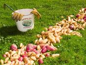 Potato Harvest