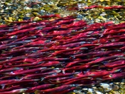 Kokanee in spawning channel. 