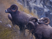Big Horn Sheep 1.jpg
