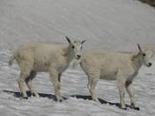 Goat twins in Cathedral Park