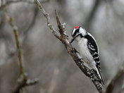 male downy woodpecker at work.JPG