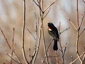 Redwinged blackbird2.JPG