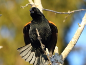 redwinged blackbird.JPG