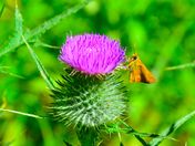 Yosemite National Park