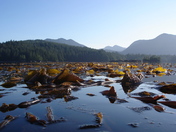 Early morning Kelp, otter's eye view 