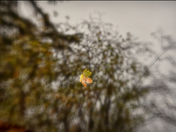 Falling Maple