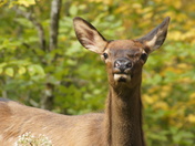 Balsam Mountain, Great Smoky Mountains National Park