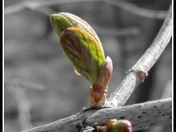 Budding