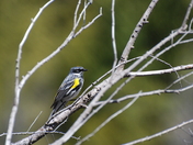 This friendly warbler dropped by while we were hiking