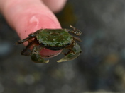 Explore Nature Through Touch - Green Shore Crab