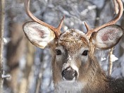 Whitetail Deer buck