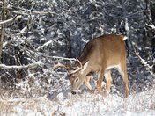 Whitetail Deer buck