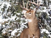 Whitetail Deer buck