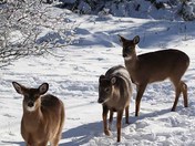 Whitetail Deer fawns