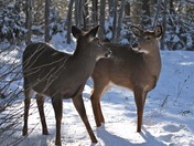 Whitetail Deer fawns