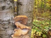 Mushrooms on a Birch Tree