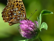 Butterfly resting on clover