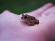 Tiny Toad